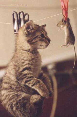 safi daba ach ndir lik